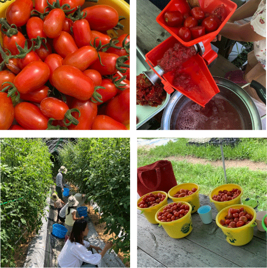 トマトのソバージュ栽培